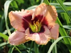 Taglilie 'Daring Deception'