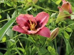 Taglilie 'Daring Deception' -Angebote Blumen Takt Store taglilie daring deception m058817 w 0