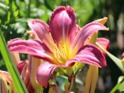 Taglilie 'Lavender Deal' -Angebote Blumen Takt Store taglilie lavender deal m058851 w 0