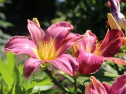 Taglilie 'Lavender Deal' -Angebote Blumen Takt Store taglilie lavender deal m058851 w 1