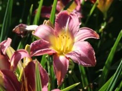 Taglilie 'Lavender Deal' -Angebote Blumen Takt Store taglilie lavender deal m058851 w 2