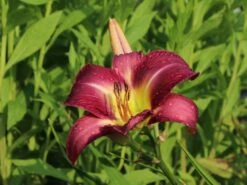 Taglilie 'Lavender Deal' -Angebote Blumen Takt Store taglilie lavender deal m058851 w 3