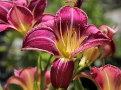 Taglilie 'Lavender Deal' -Angebote Blumen Takt Store taglilie lavender deal m058851 w 4