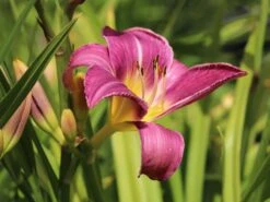 Taglilie 'Lavender Deal' -Angebote Blumen Takt Store taglilie lavender deal m058851 w 5