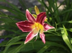 Taglilie 'Lavender Deal' -Angebote Blumen Takt Store taglilie lavender deal m058851 w 6