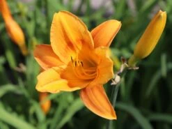 Taglilie 'Lucretius'