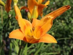 Taglilie 'Lucretius' -Angebote Blumen Takt Store taglilie lucretius m058853 w 1