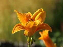 Taglilie 'Lucretius' -Angebote Blumen Takt Store taglilie lucretius m058853 w 2