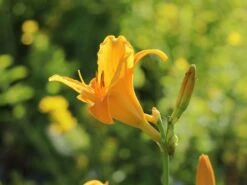 Taglilie 'Lucretius' -Angebote Blumen Takt Store taglilie lucretius m058853 w 3