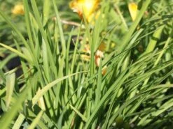 Taglilie 'Mini Stella' -Angebote Blumen Takt Store taglilie mini stella m055709 w 1