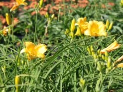 Taglilie 'Mini Stella' -Angebote Blumen Takt Store taglilie mini stella m055709 w 2