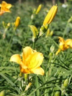 Taglilie 'Mini Stella' -Angebote Blumen Takt Store taglilie mini stella m055709 w 3