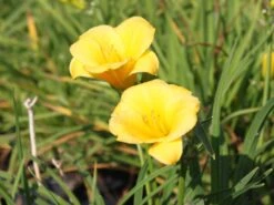 Taglilie 'Mini Stella' -Angebote Blumen Takt Store taglilie mini stella m055709 w 4