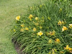 Taglilie 'Mini Stella' -Angebote Blumen Takt Store taglilie mini stella m055709 w 5