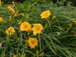 Taglilie 'Mini Stella' -Angebote Blumen Takt Store taglilie mini stella m055709 w 6