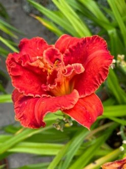 Taglilie 'Moses Fire' 21 Taglilie 'Moses Fire' -Angebote Blumen Takt Store taglilie moses fire m058863 900765 0