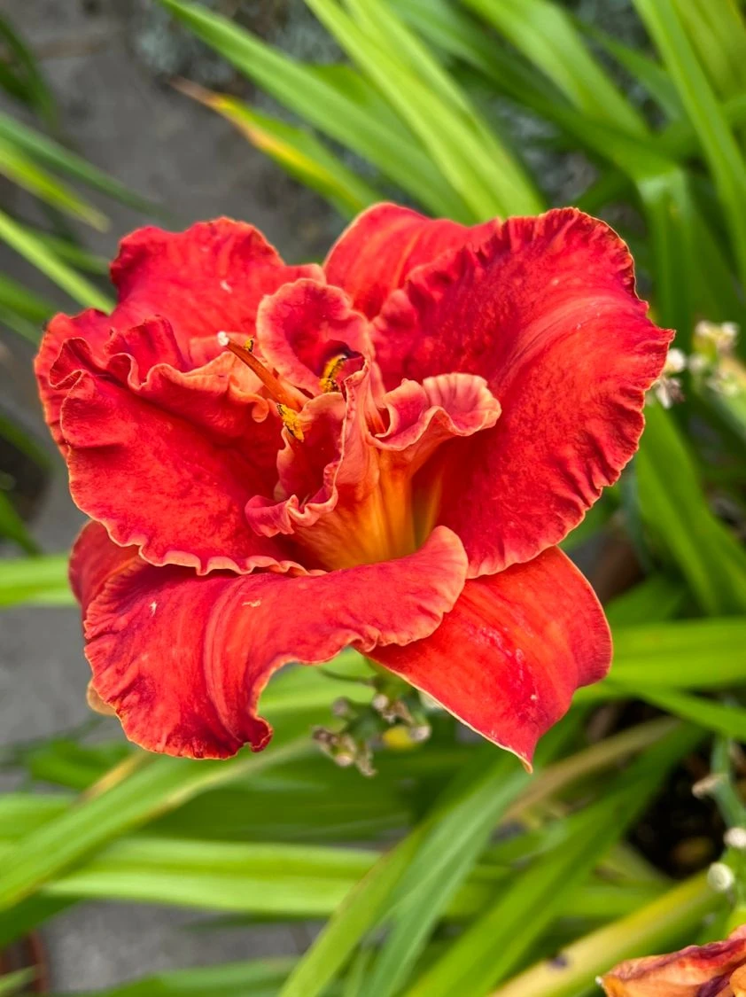 Taglilie 'Moses Fire' 12 Taglilie 'Moses Fire' – Bild 10