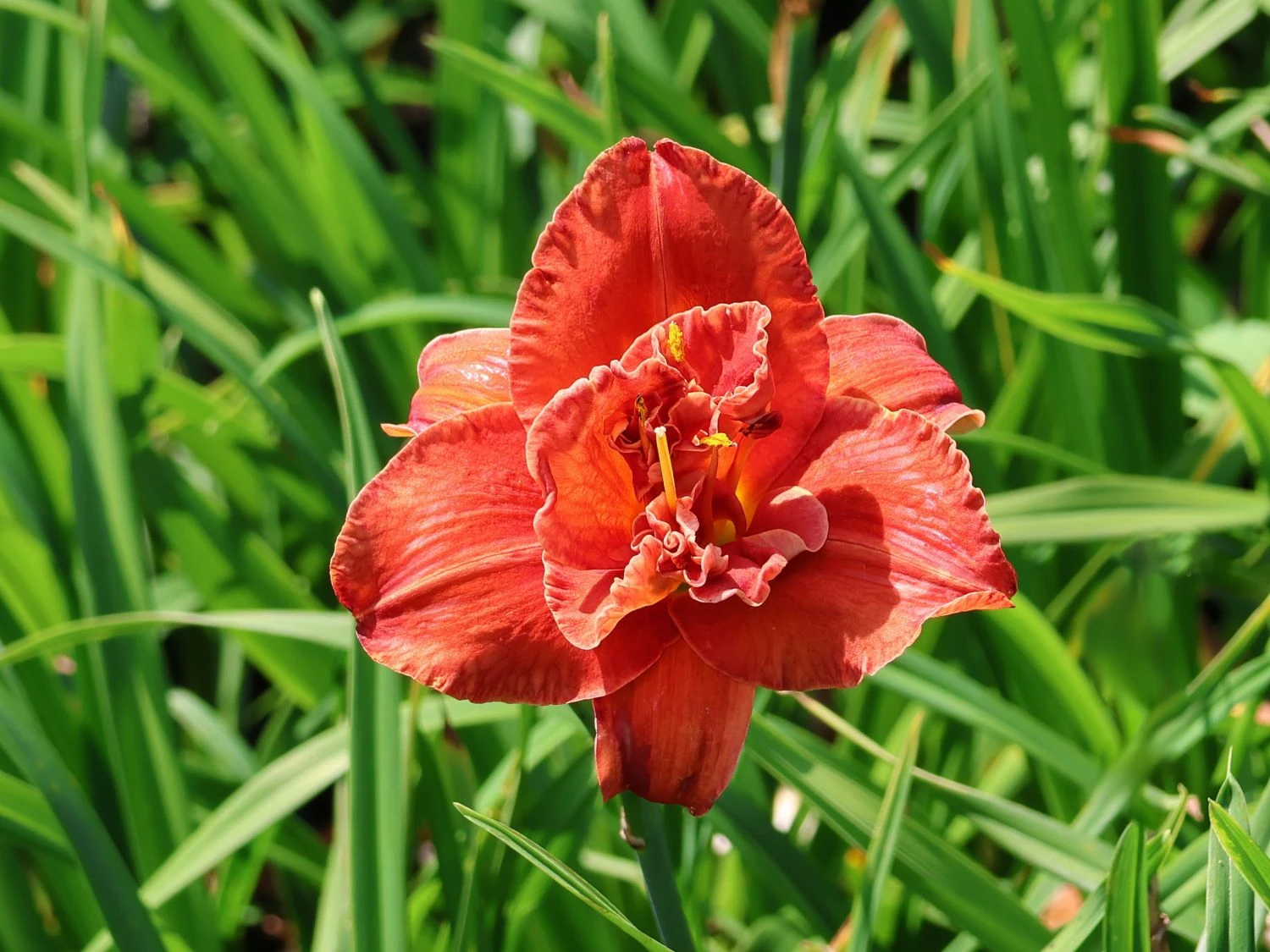 Taglilie 'Moses Fire' 3 Taglilie 'Moses Fire'