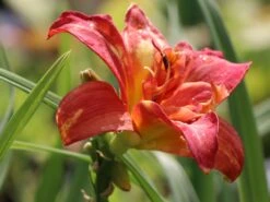 Taglilie 'Moses Fire' 14 Taglilie 'Moses Fire' -Angebote Blumen Takt Store taglilie moses fire m058863 w 0