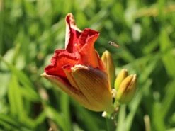 Taglilie 'Moses Fire' 16 Taglilie 'Moses Fire' -Angebote Blumen Takt Store taglilie moses fire m058863 w 1