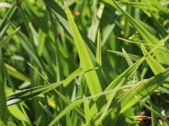 Taglilie 'Moses Fire' 18 Taglilie 'Moses Fire' -Angebote Blumen Takt Store taglilie moses fire m058863 w 2