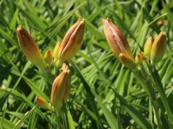 Taglilie 'Moses Fire' 17 Taglilie 'Moses Fire' -Angebote Blumen Takt Store taglilie moses fire m058863 w 3