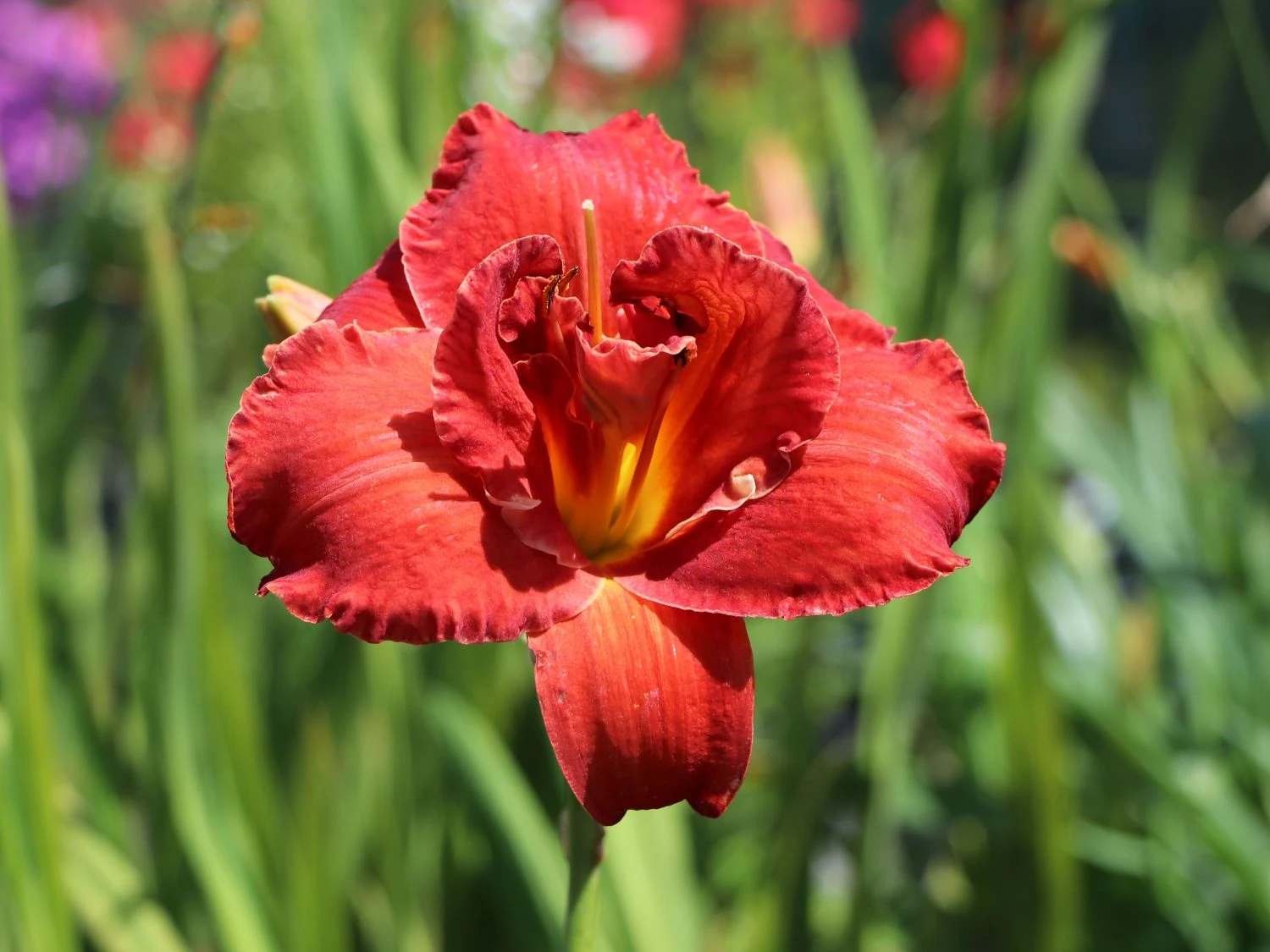 Taglilie 'Moses Fire' 6 Taglilie 'Moses Fire' – Bild 4