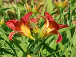 Taglilie 'Moses Fire' 20 Taglilie 'Moses Fire' -Angebote Blumen Takt Store taglilie moses fire m058863 w 7