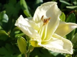 Taglilie 'White Temptation' -Angebote Blumen Takt Store taglilie white temptation m058897 1153726 0