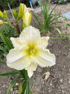 Taglilie 'White Temptation' -Angebote Blumen Takt Store taglilie white temptation m058897 1407322 0