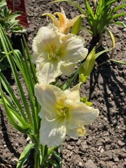 Taglilie 'White Temptation' -Angebote Blumen Takt Store taglilie white temptation m058897 1407322 1