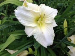 Taglilie 'White Temptation' -Angebote Blumen Takt Store taglilie white temptation m058897 676001 0