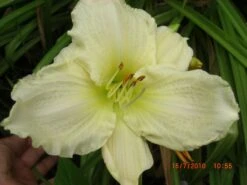 Taglilie 'White Temptation' -Angebote Blumen Takt Store taglilie white temptation m058897 676001 1