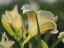 Taglilie 'White Temptation' -Angebote Blumen Takt Store taglilie white temptation m058897 w 0