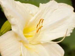 Taglilie 'White Temptation' -Angebote Blumen Takt Store taglilie white temptation m058897 w 1