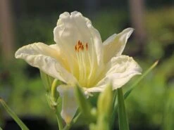 Taglilie 'White Temptation' -Angebote Blumen Takt Store taglilie white temptation m058897 w 4