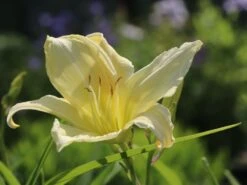 Taglilie 'White Temptation' -Angebote Blumen Takt Store taglilie white temptation m058897 w 5