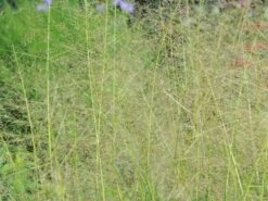 Tautropfengras 'Delicatesse' -Angebote Blumen Takt Store tautopfengras delicatesse m117793 w 0