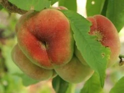 Tellerpfirsich 'Sugar Baby' -Angebote Blumen Takt Store tellerpfirsich sugar baby m115158 w 0