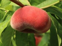 Tellerpfirsich 'Sugar Baby' -Angebote Blumen Takt Store tellerpfirsich sugar baby m115158 w 1