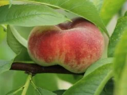 Tellerpfirsich 'Sugar Baby' -Angebote Blumen Takt Store tellerpfirsich sugar baby m115158 w 2