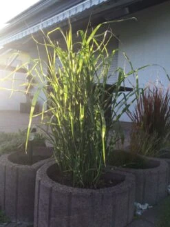 Überhängendes Zebra Chinaschilf 'Zebrinus' -Angebote Blumen Takt Store ueberhaengendes zebra chinaschilf zebrinus m054280 193676 0