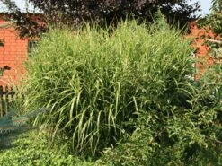 Überhängendes Zebra Chinaschilf 'Zebrinus' -Angebote Blumen Takt Store ueberhaengendes zebra chinaschilf zebrinus m054280 w 1