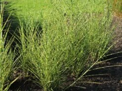 Überhängendes Zebra Chinaschilf 'Zebrinus' -Angebote Blumen Takt Store ueberhaengendes zebra chinaschilf zebrinus m054280 w 2