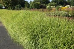 Überhängendes Zebra Chinaschilf 'Zebrinus' -Angebote Blumen Takt Store ueberhaengendes zebra chinaschilf zebrinus m054280 w 4