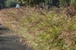 Überhängendes Zebra Chinaschilf 'Zebrinus' -Angebote Blumen Takt Store ueberhaengendes zebra chinaschilf zebrinus m054280 w 6