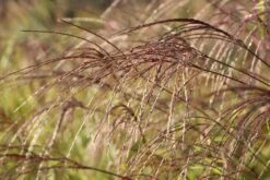 Überhängendes Zebra Chinaschilf 'Zebrinus' -Angebote Blumen Takt Store ueberhaengendes zebra chinaschilf zebrinus m054280 w 7
