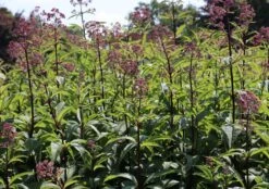 Veränderte Flammenblume 'Natural Feelings' ® -Angebote Blumen Takt Store veraenderte flammenblume natural feelings m059925 w 1