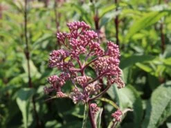 Veränderte Flammenblume 'Natural Feelings' ® -Angebote Blumen Takt Store veraenderte flammenblume natural feelings m059925 w 2