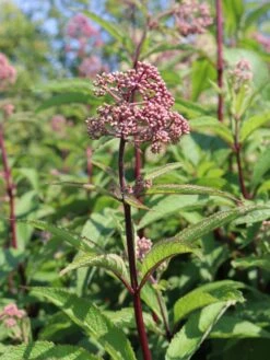 Veränderte Flammenblume 'Natural Feelings' ® -Angebote Blumen Takt Store veraenderte flammenblume natural feelings m059925 w 3